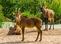 Closeup of a roan antelope herd, tropical animal specie from the savanna of Africa Royalty Free Stock Photo