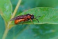 Closeup of an roange sawfly species , Monostegia abdominalis