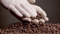 Closeup roasted coffee grains in hand. Agriculturist checking harvest quality.