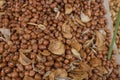 Closeup of roasted peanuts with skin mixed with fried garlic cloves. For sale at a food stall or sidewalk vendor Royalty Free Stock Photo