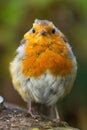 Closeup of a robin bird perched on the side of a tree stump. Royalty Free Stock Photo