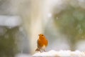 Closeup of a robin bird with snow falling down on a blurred background Royalty Free Stock Photo