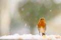 Closeup of a robin bird with snow falling down on a blurred background Royalty Free Stock Photo