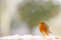 Closeup of a robin bird with snow falling down on a blurred background Royalty Free Stock Photo