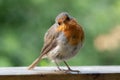 Robin red breast Royalty Free Stock Photo