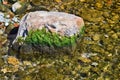 Rock in the water Royalty Free Stock Photo