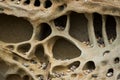 Closeup of rock formation with hundreds of holes with tiny pebble