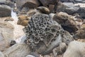 Closeup of a rock full of holes from weathering over time in Australia