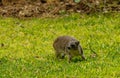 Closeup of Rock Hyrax Royalty Free Stock Photo