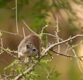 Closeup of Rock Hyrax Royalty Free Stock Photo