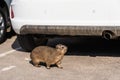 Closeup of a rock hyrax wandering on the parking area