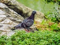 Closeup Rock Pigeon