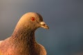 Closeup of a Rock Pigeon on my balcony