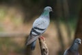 Closeup of Rock Pigeon