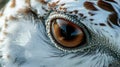 Closeup of a rock ptarmigans large round eye surrounded by white feathers providing a sharp contrast to its dark beak Royalty Free Stock Photo