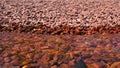 Closeup of rocks on Iona`s Beach on the north shore of Lake Superior Royalty Free Stock Photo