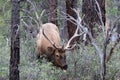 Rocky Mountain Elk feeding, Grand Canyon national Park. Male with large antlers, forest in background. Royalty Free Stock Photo