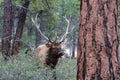 Rocky Mountain Elk, in Grand Canyon national Park. Male with large antlers. Eating bush; surrounded by trees. Royalty Free Stock Photo