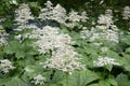 Rodgersia aesculifolia with white flowers