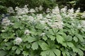 Rodgersia aesculifolia with white flowers