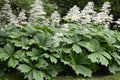 Rodgersia aesculifolia with white flowers