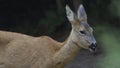Closeup of a roe deer ruminating