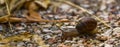 Closeup of a roman snail, common and popular slug specie from Europe