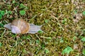 Closeup of roman snail escargot on lawn Royalty Free Stock Photo