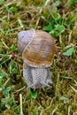 Closeup of roman snail escargot on lawn Royalty Free Stock Photo