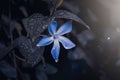 Closeup of romantic blue periwinkle in the garden in springtime Royalty Free Stock Photo