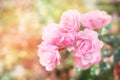 Romantic pink rose flower garden in soft pastel tone with bokeh light background Royalty Free Stock Photo