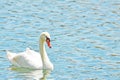 A beautiful white mute swan floating on a reflective aquamarine pond. Royalty Free Stock Photo