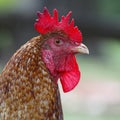 Closeup of Rooster Head Royalty Free Stock Photo