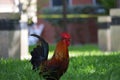 Closeup of a rooster stands in a lush green grass Royalty Free Stock Photo