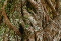 Closeup root around tree trunk