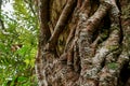 Closeup root around tree trunk