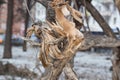 Closeup root branch in winter in the daytime