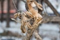 Closeup root branch in winter in the daytime