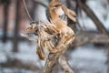 Closeup root branch in winter in the daytime