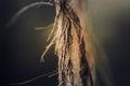 Closeup root like Coir Twine macro photo