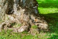 Closeup of the root phrase of an old large tree rooted in the ground on sunny summer day