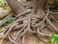 Roots of old fir tree