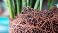 Closeup of roots of snake plant and soil