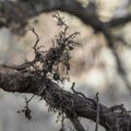 Closeup roots of tree