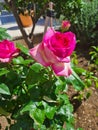 closeup of Rosa Rosa cinese o Rosa chinensis