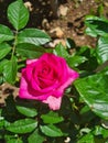 closeup of Rosa Rosa cinese o Rosa chinensis