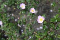 rosa serafinii with light pink flowers