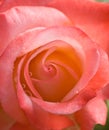 Closeup rose
