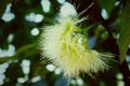 Closeup rose apple pollen on the green tree Royalty Free Stock Photo