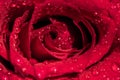 Closeup of rose